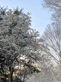 Cherry Blossom Trip to Heze 🌸