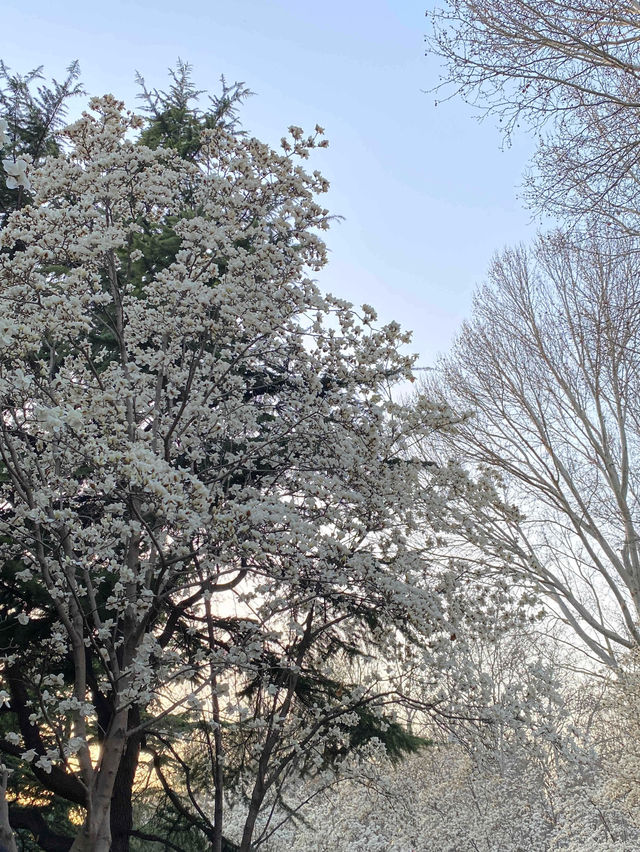 Cherry Blossom Trip to Heze 🌸