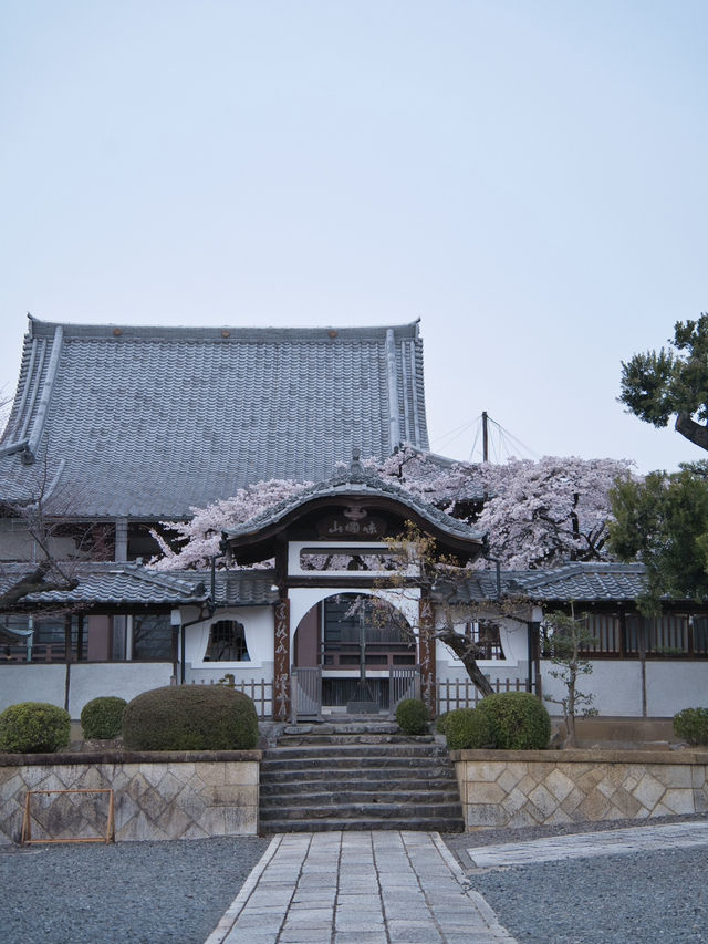 【愛知】行かなきゃ損‼️カメラ好きの憧れ✨額縁みたいな絶景🌸