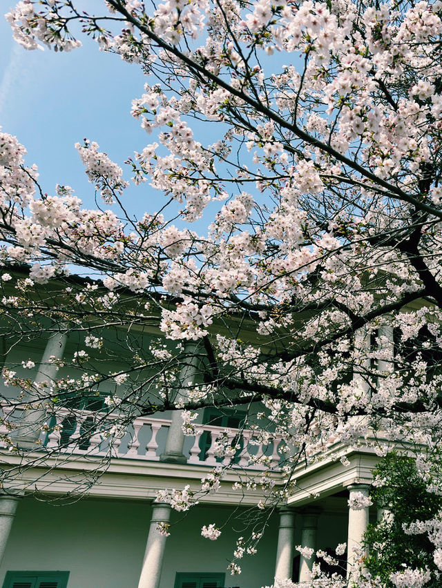 大阪水岸藝術之旅｜舊櫻宮公會堂×櫻之宮公園🌸🏛️