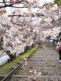 【京都×春旅】桜の季節 映える人気スポット