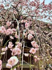 Springtime at Yushima Tenjin: Plum Blossom Festival