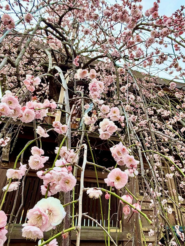 Springtime at Yushima Tenjin: Plum Blossom Festival