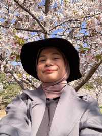 Best place for cherry blossom bloom in Taichung 💐🌸