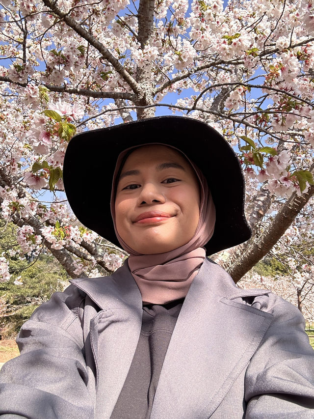 Best place for cherry blossom bloom in Taichung 💐🌸