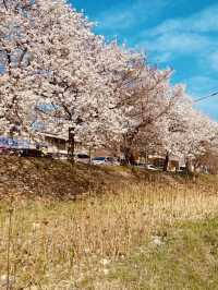 Blossom-Lined Escape: Daecheongho's Serene Spring Walking Trail by the Lakeside