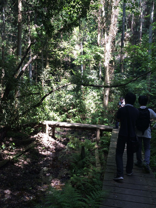【鎌倉アルプス:北鎌倉・山之内・今泉の秘境から二階堂まで。散在ヶ池公園・陰陽滝・天園ハイキングコース 】