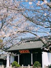 Cherry Blossoms at Tiger Hill- A Classical Chinese Sakura Experience