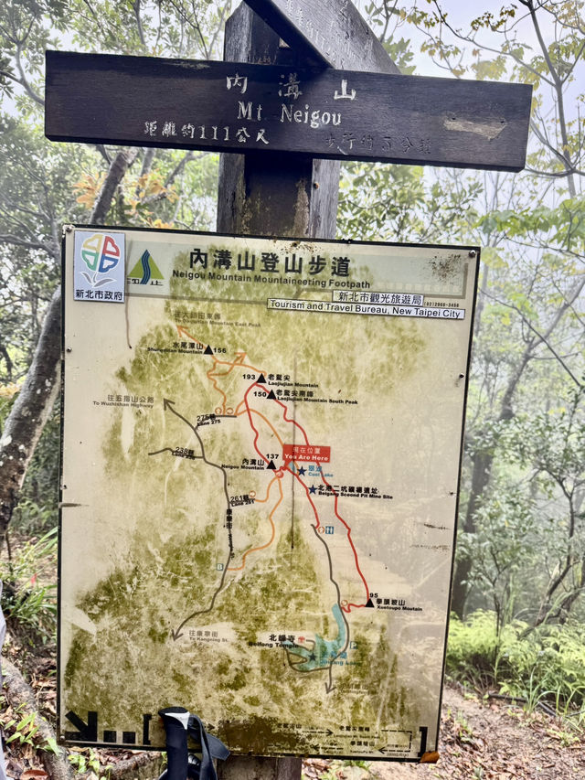 內溝山探訪阿凡達的生命之樹