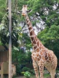 Roars, Paws & Jungle Laws – A Day at Zoo Negara