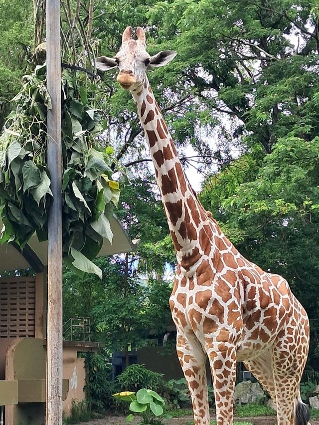 Roars, Paws & Jungle Laws – A Day at Zoo Negara