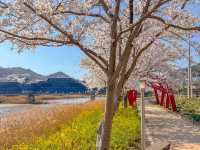 보성 벚꽃 명소