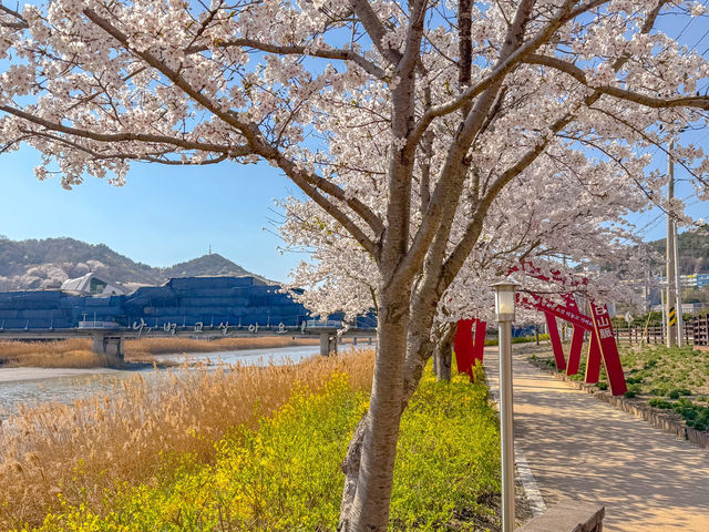보성 벚꽃 명소