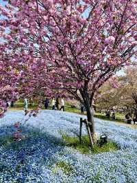 Spring Outing at Toneri Park – A Sea of Nemophila 🌸💙