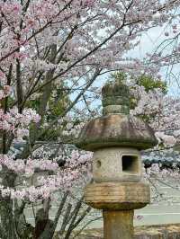 心がふわりとほどける時間。任和寺で出会うバイオリンと仏の響き