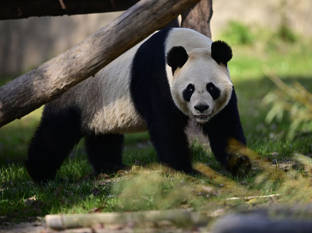 上海絶対に行くべきスポット上海野生動物園