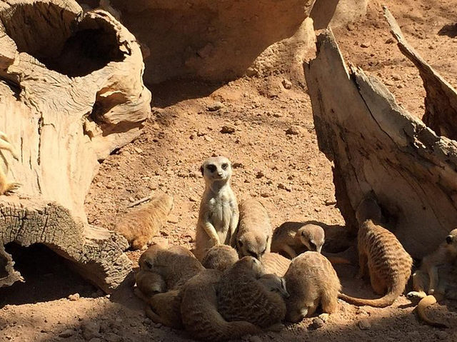 瓦倫西亞動物園