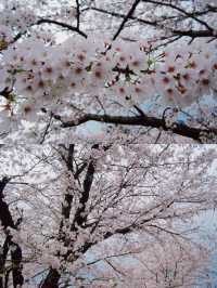 【京都】桜の穴場スポット🌸お花見・カフェ・神社・庭園