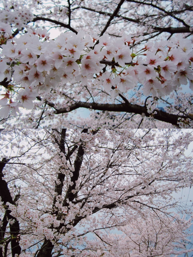 【京都】桜の穴場スポット🌸お花見・カフェ・神社・庭園
