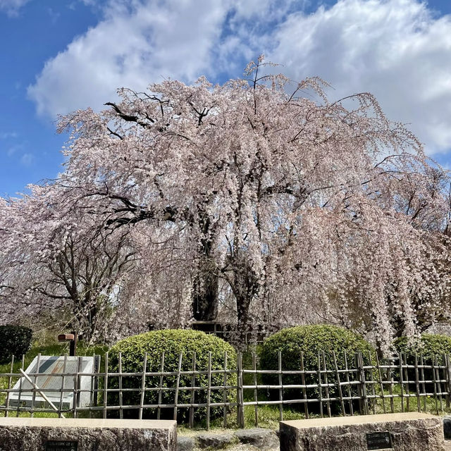 泊城公園～櫻醉神迷