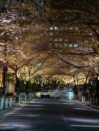 ライトアップが美しすぎる！アークヒルズの夜桜スナップ