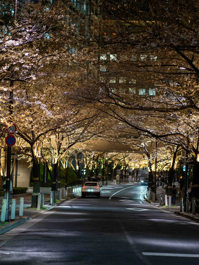 ライトアップが美しすぎる！アークヒルズの夜桜スナップ