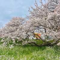 東風平運動公園棒球場•櫻花下的棒球夢