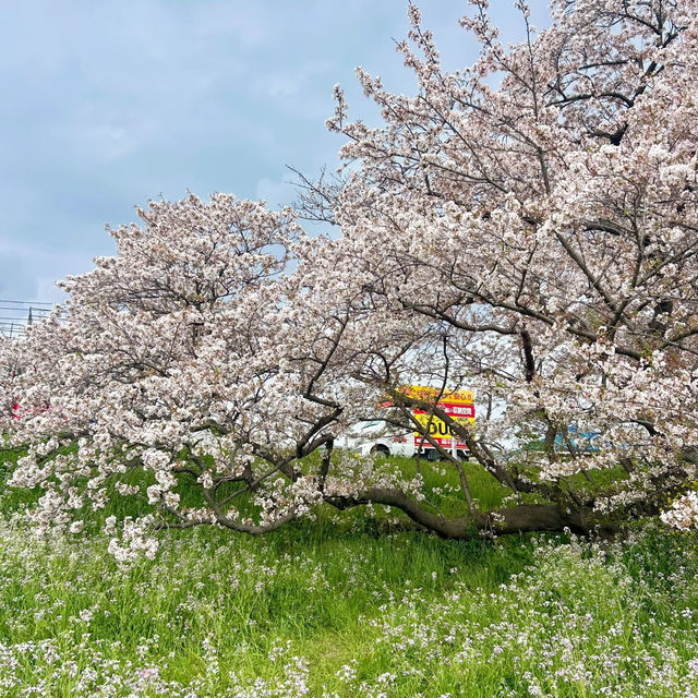 東風平運動公園棒球場•櫻花下的棒球夢