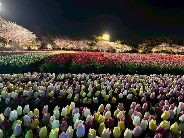 【なばなの里で夜のチューリップを見よう】