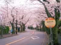 A Spring Stroll Through Sakura: Izu-Kogen’s Dreamy Cherry Blossom Tunnel