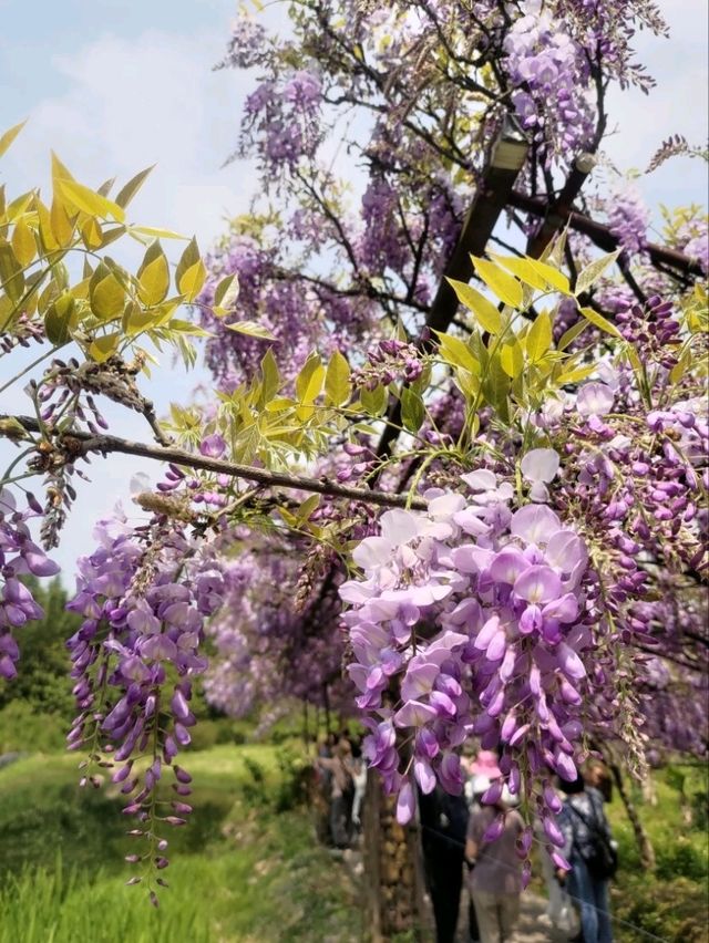 紫藤花開