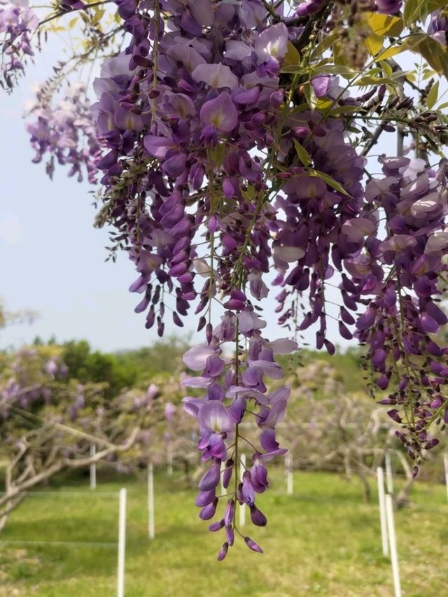 紫藤花開
