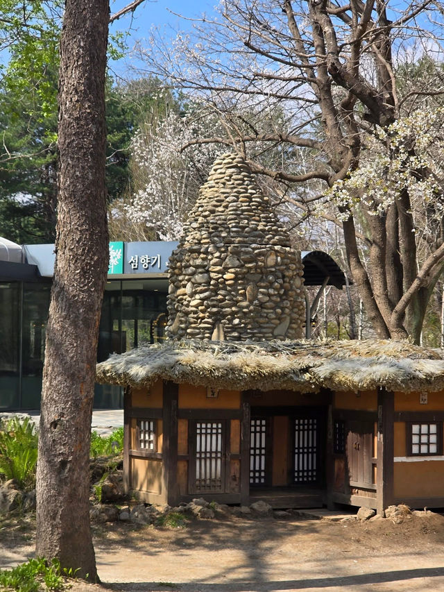 Chasing Cherry Blossoms: The Magic of Nami Island