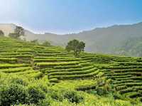 ZHEIJANG | THE DRAGON WELL TEA PLANTATION