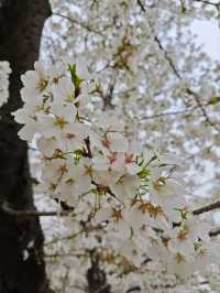 Cherry Blossoms at Shanghai Botanical Garden – A Tranquil Spring Retreat