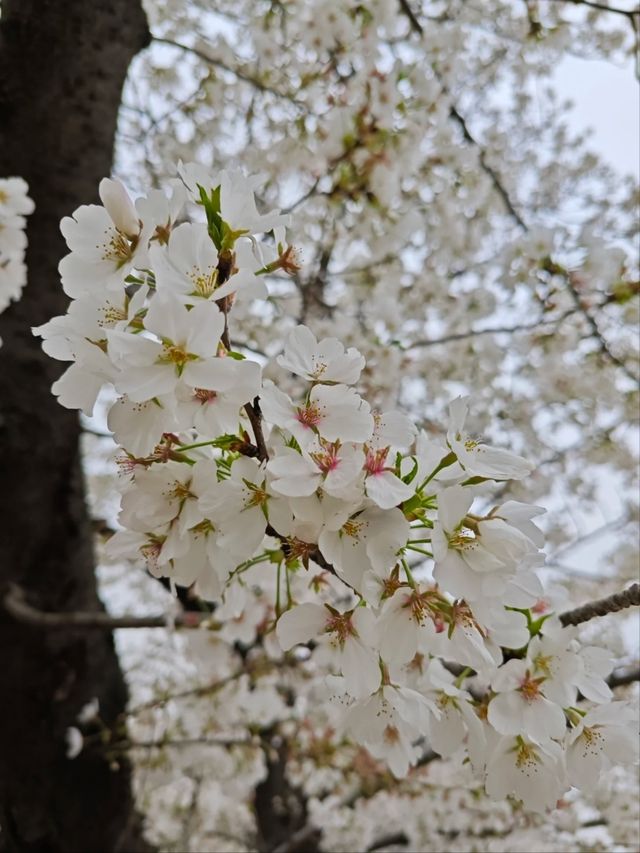 Cherry Blossoms at Shanghai Botanical Garden – A Tranquil Spring Retreat