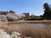 名古屋-名城公園，散步休閒的賞櫻好去處