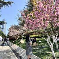（青岛植物园）칭다오에도 봄이 왔어요🌸🌹🌷