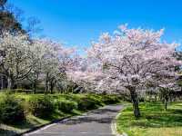 名古屋-平和公園，一萬步路線的賞櫻名所