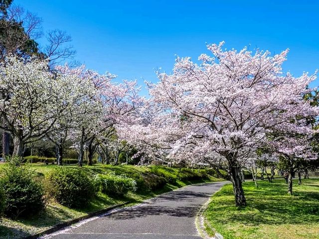 名古屋-平和公園，一萬步路線的賞櫻名所