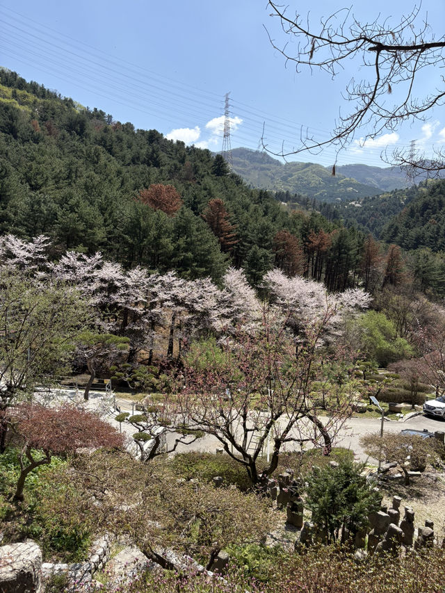 수목원프로방스  キャンプ場