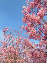Wuhan in Bloom: A Dream Beneath the Petals