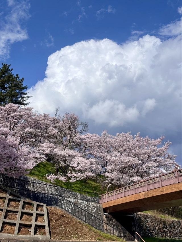 Takato Joshi Park Cherry Blossoms – The "Alps' Most Beautiful Sakura