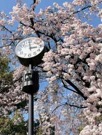 🌸Hidden Cherry Blossom Spot in Osaka | Sakura Tunnel at Morinomiya Station🌸