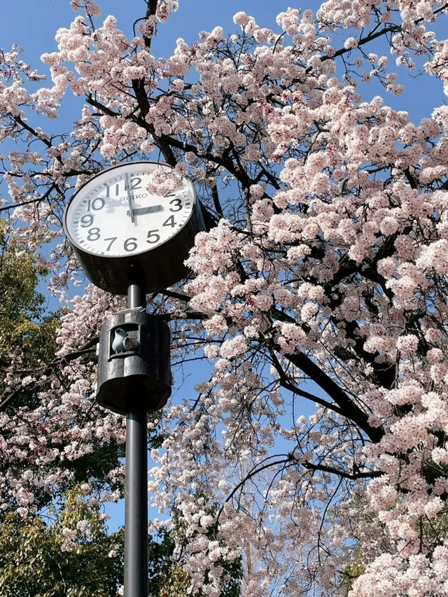 🌸Hidden Cherry Blossom Spot in Osaka | Sakura Tunnel at Morinomiya Station🌸