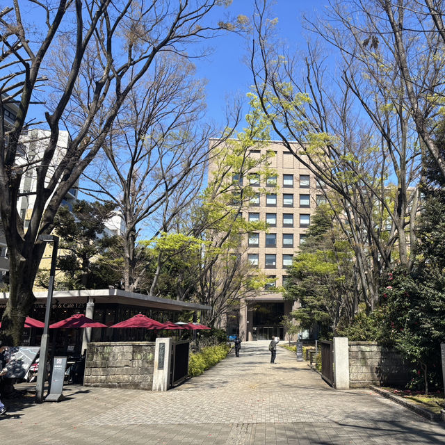 Campus in Bloom – A Serene Spring Walk Through Waseda University