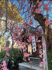 Kameido Tenjin Shrine Plum Blossom Festival – A Scenic Retreat by Tokyo Skytree