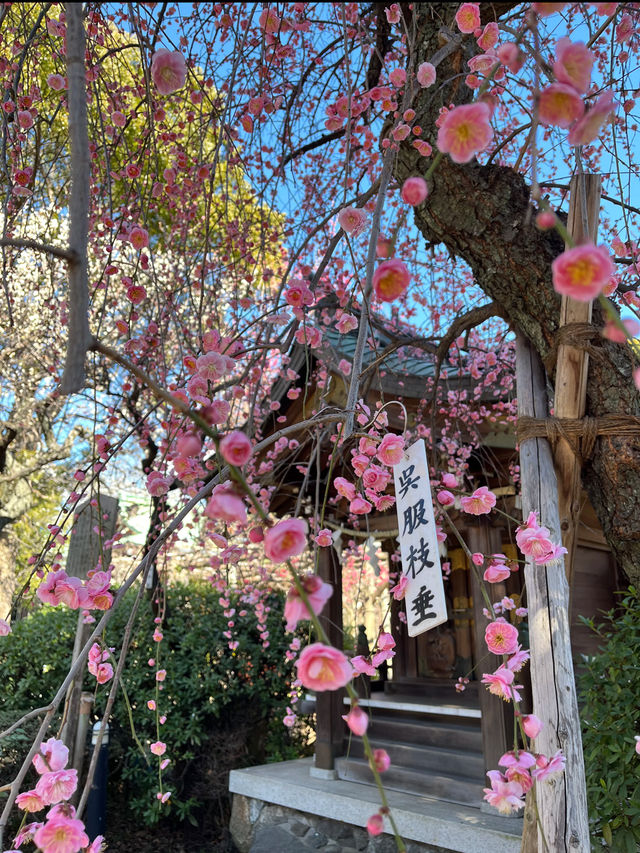 Kameido Tenjin Shrine Plum Blossom Festival – A Scenic Retreat by Tokyo Skytree