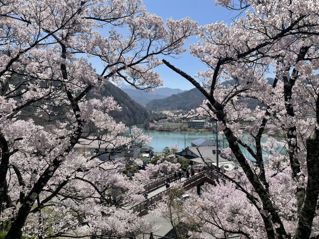 天下第一櫻 唔係浪得虛名