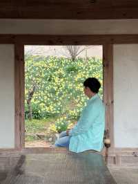 4월 꽃 구경하기 좋은 당진 코스 추천드려요~~